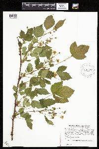 Rubus x wisconsinensis image