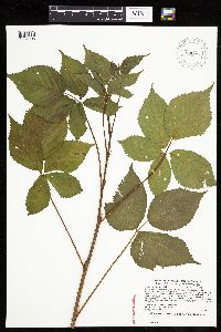 Rubus x wisconsinensis image