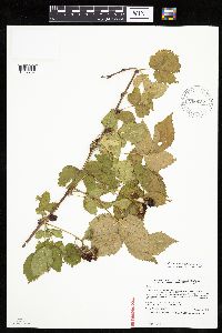 Rubus x wisconsinensis image