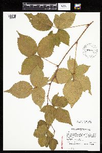 Rubus x wisconsinensis image