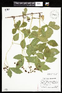 Rubus x wisconsinensis image