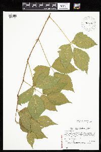 Rubus x wisconsinensis image