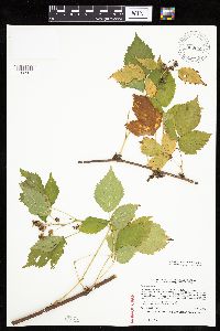 Rubus x wisconsinensis image