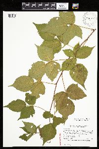 Rubus x wisconsinensis image