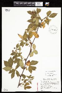 Rubus x wisconsinensis image