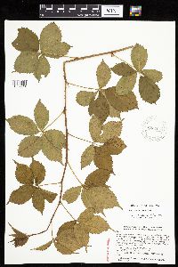 Rubus x wisconsinensis image