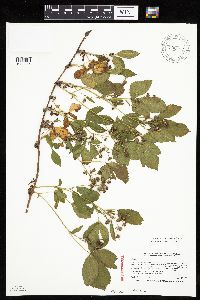Rubus x wisconsinensis image