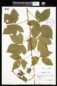 Rubus x wisconsinensis image