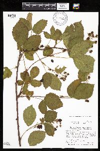 Rubus x wisconsinensis image