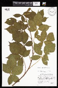 Rubus x wisconsinensis image