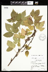 Rubus x wisconsinensis image