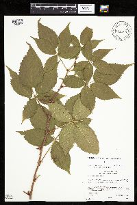Rubus x wisconsinensis image