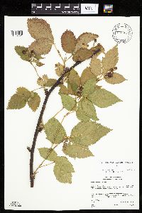 Rubus x wisconsinensis image