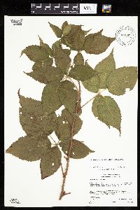 Rubus x wisconsinensis image