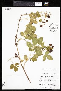 Rubus x wisconsinensis image