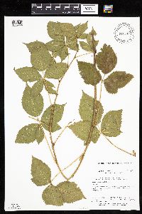 Rubus x wisconsinensis image