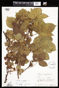 Rubus x wisconsinensis image