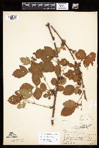 Rubus x wisconsinensis image