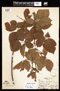 Rubus x wisconsinensis image