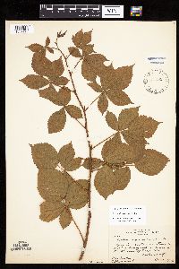 Rubus x wisconsinensis image