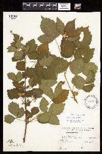 Rubus x wisconsinensis image
