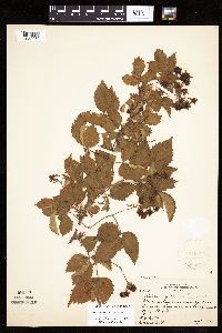 Rubus x wisconsinensis image