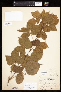 Rubus x wisconsinensis image