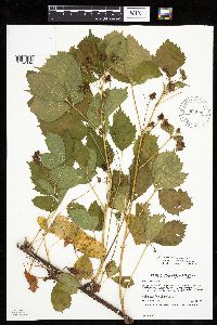 Rubus x wisconsinensis image