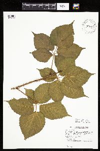 Rubus x wisconsinensis image