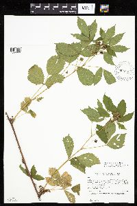 Rubus x wisconsinensis image