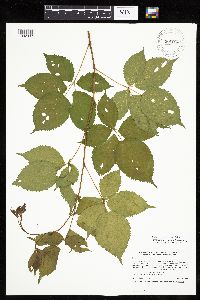 Rubus x wisconsinensis image