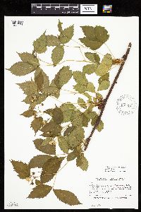 Rubus x wisconsinensis image