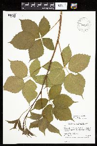Rubus x wisconsinensis image