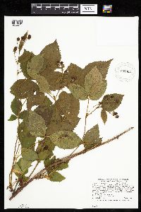 Rubus x wisconsinensis image