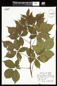 Rubus x wisconsinensis image