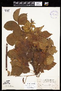 Rubus x wisconsinensis image
