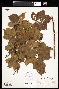 Rubus x wisconsinensis image