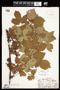 Rubus x wisconsinensis image