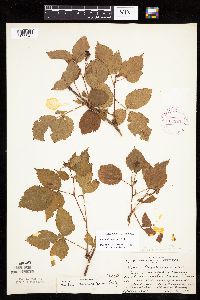 Rubus x wisconsinensis image