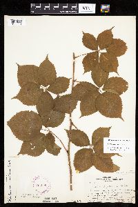 Rubus x wisconsinensis image