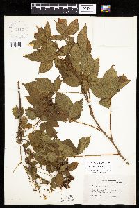 Rubus x wisconsinensis image