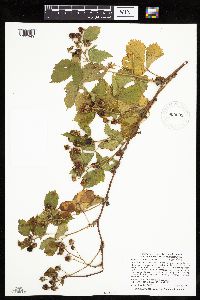 Rubus x wisconsinensis image