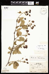 Rubus ablatus image