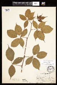 Rubus ablatus image