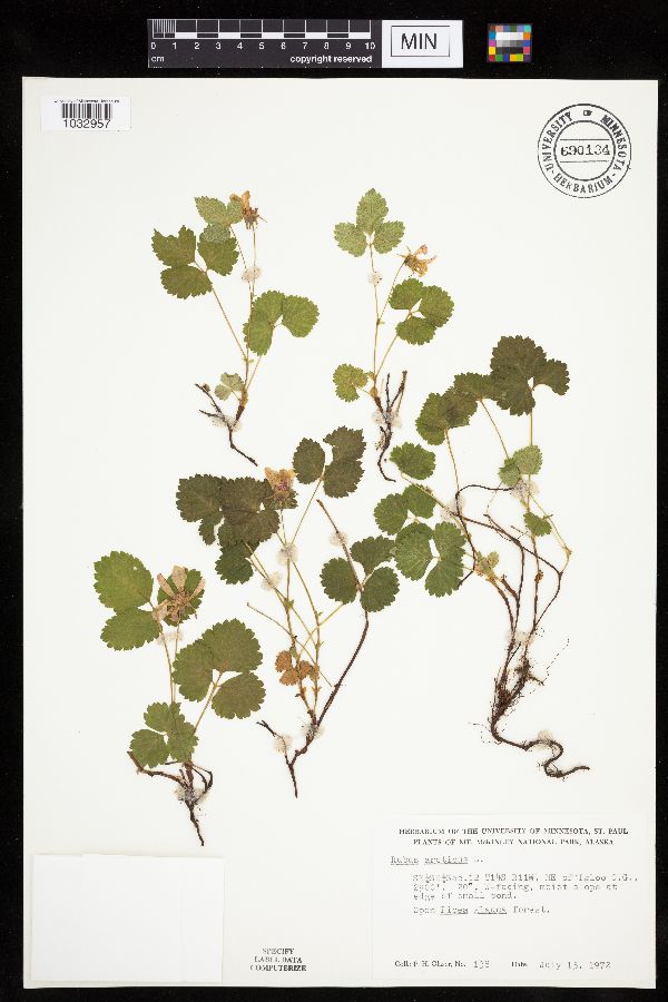 Rubus arcticus image