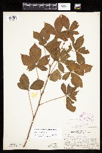 Rubus groutianus image