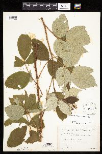 Rubus idaeus var. strigosus image