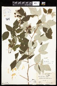 Rubus idaeus var. strigosus image