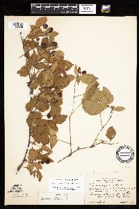 Rubus heterophyllus image