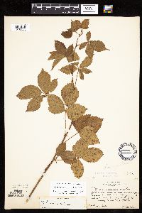 Rubus heterophyllus image
